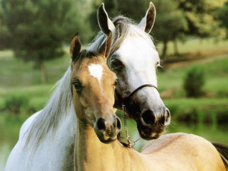beloved-horses.jpeg
